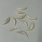 Lot Of 10 Assorted Coyote Fangs Teeth Goth Odd Craft Real Taxidermy Cleaned 3117