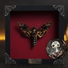 Real Framed Death s-head Moth   Dried Insect Taxidermy   Gothic Wall Art