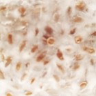 Golden Oyster Mushroom Grain Spawn  1 Pound 