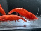2 F  2 M Orange Eye Red Demon Neocaridina Breeding Group Aquarium Shrimp