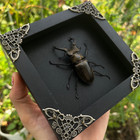 Real Framed Insect Beetle Taxidermy Bugs Collections Entomology Gift Desk Decor