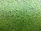 1000  Live Duckweed Aquatic Plants     Tracked Shipping