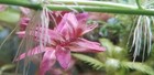 Rotala Fujian  extra No Snail  No Algae  Live Aquarium Plants
