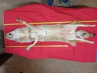 Tanned Coyote With Feet Winter Fur
