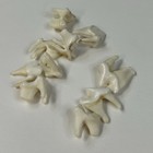 Lot Of 10 Real Coyote Molars Teeth Taxidermy Art Weird Odd Project Unqiue   3222