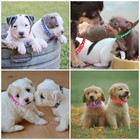 96 Pack Puppy Id Collars Bundle - 8x12 Adjustable Nylon Whelping Collars  Multi