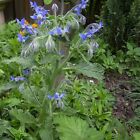 Borage Seeds   Heirloom   Non-gmo   Free Shipping   Herb Seeds   1149