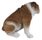 Lifelike Realistic English Bulldog Statue 14 5 tall Fine Pedigree Dog Breed