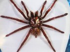 Tarantula Spider Golden Earth Tiger 5  Specimen In Lucite