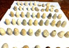 70 Civil War Bullets Dug Relics Vicksburg
