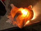 Vintage Natural Conch Shell Seashell Night Light-works 