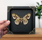 Gothic Home Decor Framed Brahmaea Moth Shadow Box Real Taxidermy Insect Wall Art
