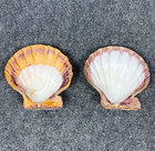 Scallop Shells Pair Large 5 25  Natural Orange Purple Real Seashell Decor Lot 2