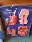 Vintage Hubbard Human Scientific Digestive System  Display 18  By 24  New
