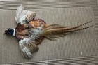 Rooster Ringneck Pheasant Full Skin 2 Wings Tail Feathers Wall Art Man Cave