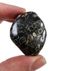 Turritella Agate Fossil Polished Stone Wyoming 29 1 Grams 
