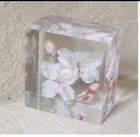Real Sakura Resin Block Handmade Cherry Blossom Floral Decor From Japan