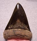Megalodon Shark Tooth 5  Shark Teeth Fossil Stunning Color  Giant Polished Jaw
