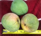 One Large Box Mango Venus Varity 6-8ct Fresh Pick