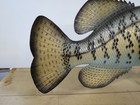 Reproduction Crappie Fish Taxidermy Wall Mount