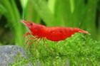 10 1 Fire Red Cherry - Freshwater Neocaridina Aquarium Shrimp  Live Guarantee
