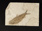 Big  50 Million Year Old Knightia Fish Fossil From Fossil Lake Wyoming 939gr