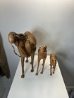 Three Vintage Leather Wrapped Large Camels With Glass Eyes