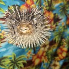 Taxidermy Porcupine Puffer Fish Large 6  Preserved Blowfish Hanging Decor
