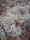 1 Gallon Size Bag Live Reindeer Moss Lichen Plant Crafts  Terrariums