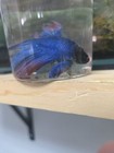 Male Betta Live Fish - Classic Fancy Halfmoon High Quality A 