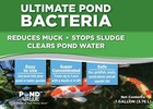 1 Gallon Pond Bacteria Water Treatment For Lakes Ponds And Water Gardens
