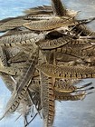 Wild Authentic Midwest Ringneck Pheasant Tail Feathers  10 Pieces  8 In    Under