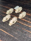 5 Real Mink Skulls Unique Gift Craft Animal Mount Art Model Head Voodoo Decor