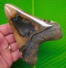 4 92    Megalodon Shark Tooth Real Fossil  - Black   Orange - Super Sexy