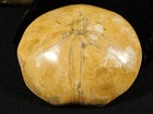 Larger  Polished 150 Million Year Old  Sand Dollar Fossil Madagascar 166gr