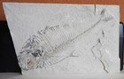 Fossil Fish   Wyoming Green River Formation   Dino   50 Million Years  7 5  Long