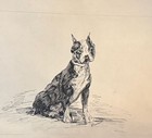 Original Pen   Ink Drawing Of Boston Terrier Dog By Dawson On Paper