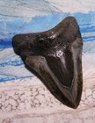 Megalodon Shark Tooth 4 3 8 Shark Teeth Huge  Fossil Stunning Color  real