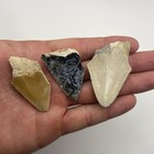 Megalodon Shark Tooth Lot Colorful Authentic Megalodon Teeth Florida Set Of 3
