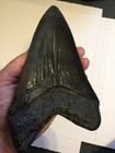 Massive Megalodon Tooth  7  Long 5    Wide - Cast  Of Actual Tooth