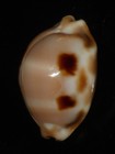 526 Cypraea Tesselata 40 3mm Top Grading Important Natural Seashell Rare Beauty
