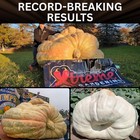 Xtreme Gardening Mykos 1 Lb     Mycorrhizal Fungi Root Stimulator For Plants