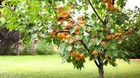 1 Apricot Tree Starter Plant Prunus Armeniaca