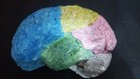 Rare Antique Plaster papier M  ch   Brain Anatomical Model 1920 -30 S 