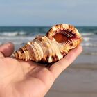 Cymatium Pileare Triton Natural Seashell Rare Real Beach Home Deco 4-5  Inch