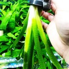Jungle Val Vallisneria Gigantea Potted Freshwater Fish Tank Live Aquarium Plants
