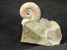 Iridescent Ammonite Fossil On Rainbow Pyrite  Volga River Saratov Russia 118gr