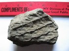 Stigmaria Specimen  Fossilized Root Of Lepidodendron  9 5 Oz   270 Grams 