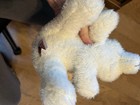 Cute Ganz Webkinz White Polar Bear Hm116 Plush Toy With Free Shipping