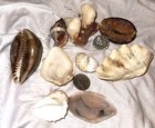 Hawaiian Seashells Large From Kauai